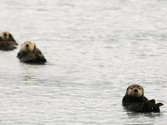 Southern sea otters