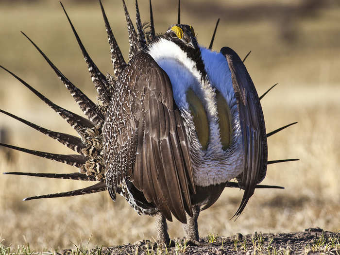 Sage grouse