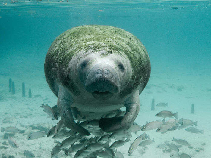 Manatees