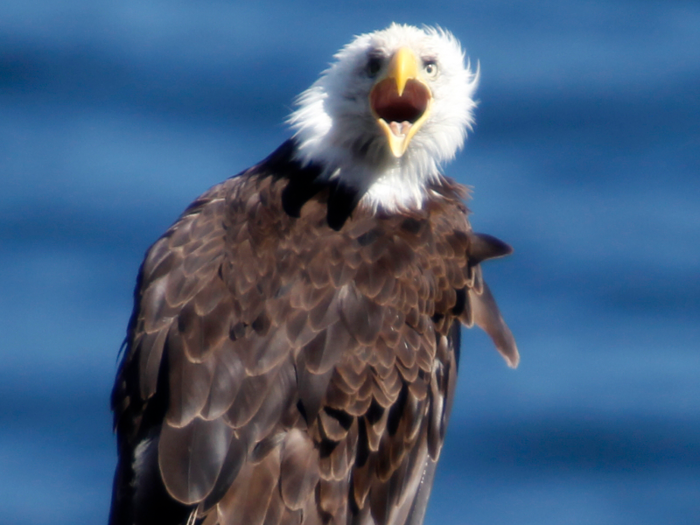 Bald eagles