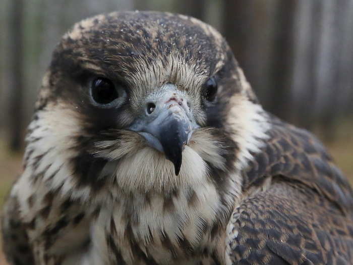 Peregrine falcons