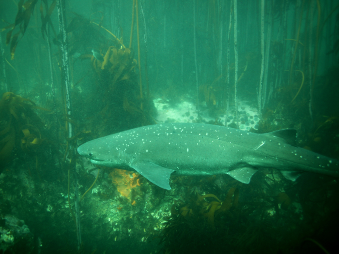 In South Africa, divers can explore the cold kelp forest at Pyramid Rock in False Bay, where cow sharks (sevengills) are known to reside.