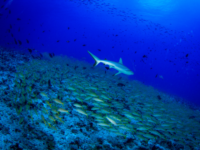 While drifting through a dive site called The Canyons near Rangiroa in French Polynesia, you can watch gray reef sharks cruise on by.