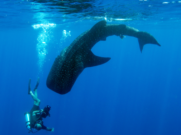 Giant whale sharks search out snapper eggs at Gladden Spit, near Placencia, Belize.