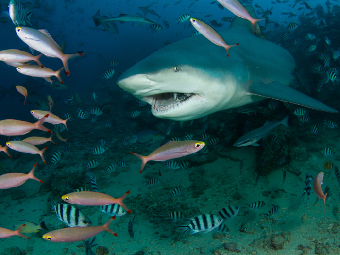 Watch bull sharks chow down at Beqa Lagoon in Fiji. There, you may also glimpse nurse sharks, lemon sharks, black-tips, tiger sharks, and others.