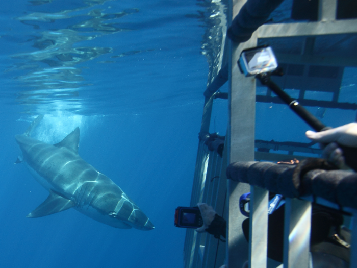 Get a close-up look at great whites in the clear blue waters near Isla Guadalupe, Mexico.