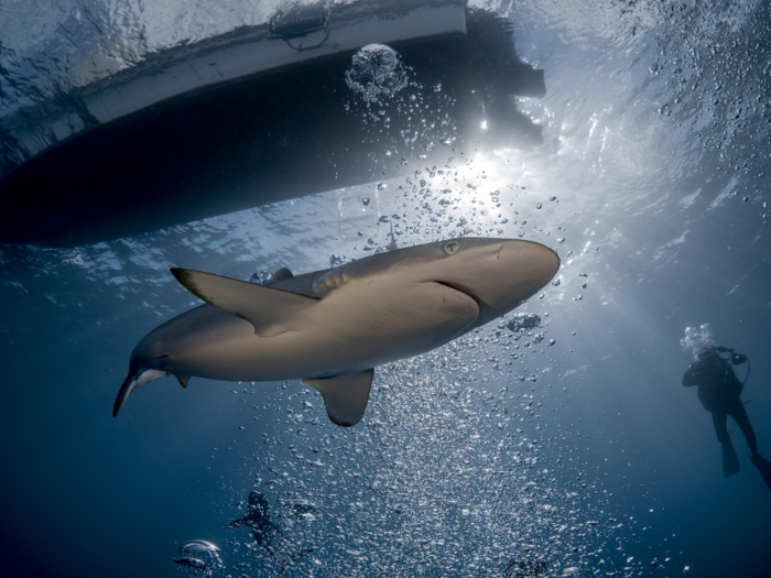 Check out silky sharks and Caribbean reef sharks at the long-protected site Jardines de la Reina in Cuba.