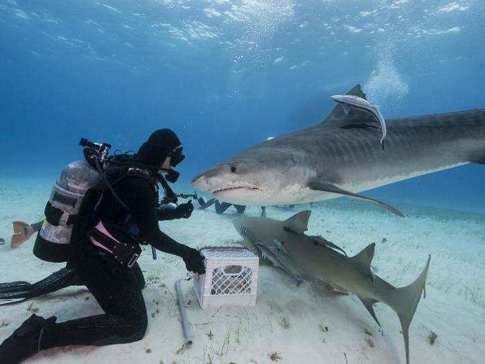 At Tiger Beach near Grand Bahama, you can get circled by curious tiger sharks.