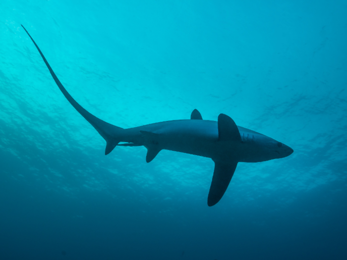 Thresher sharks come in from the deep sea to clean themselves at Monad Shoal, near Malapascua in the Philippines.