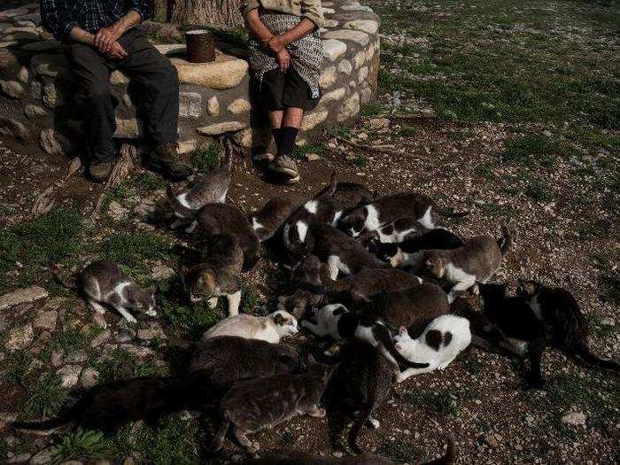 Juan Martin Colomer, 84, and Sinforosa Sancho, 85, live with more than 20 cats, which often gather in the village square.