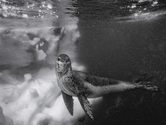 A leopard seal strikes a pose in Antarctic waters.