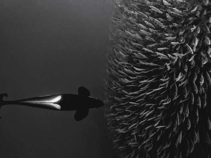 An orca drives a school of herring towards the surface in Norwegian waters.