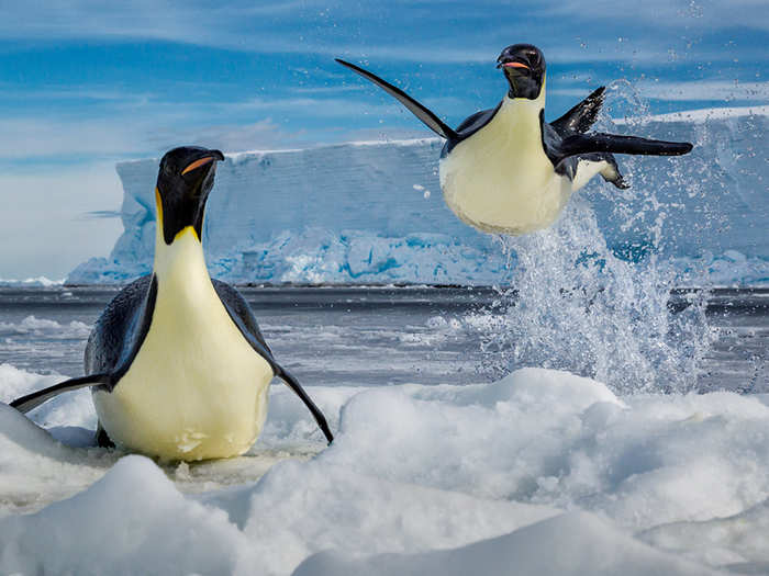 Emperor penguins might not be able to fly, but that doesn