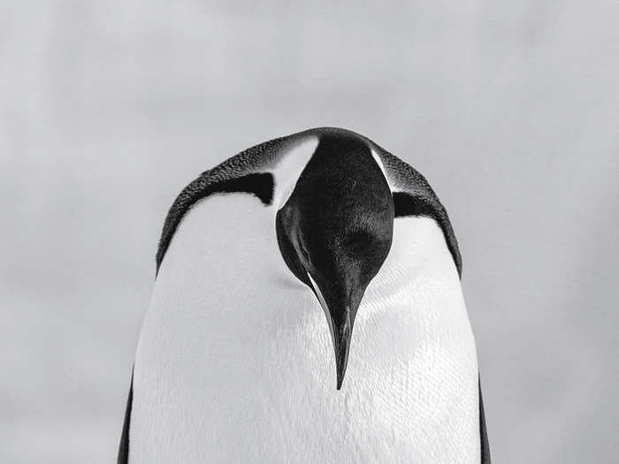 An emperor penguin huddles with its chick in the Antarctic cold.