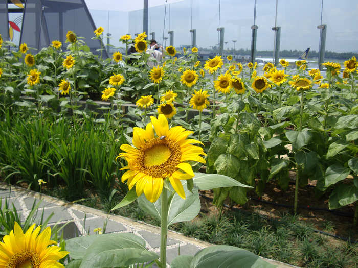 15. ...Sunflower garden.