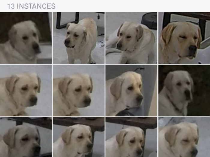 Not even dogs are safe from facial recognition software.