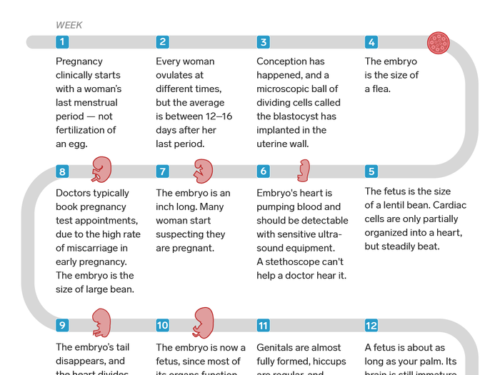 How the phases of pregnancy and fetal development line up with abortion ban laws