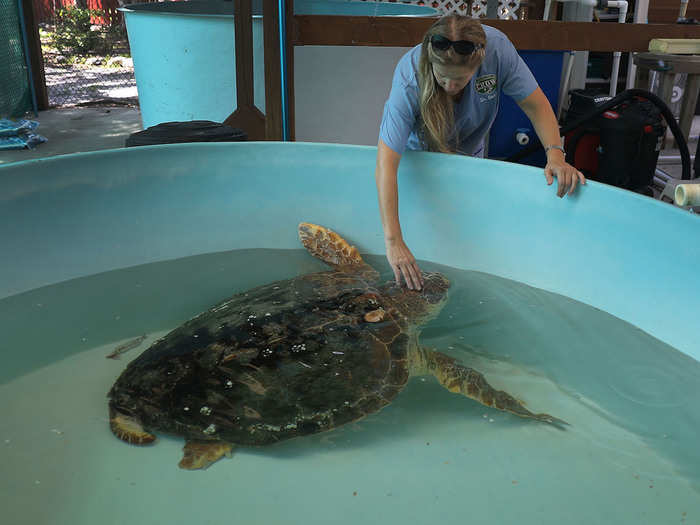 The lucky turtles are found before they die and get sent inside for checkups and rehab. It can take up to 50 days to flush out all the toxins from a turtle