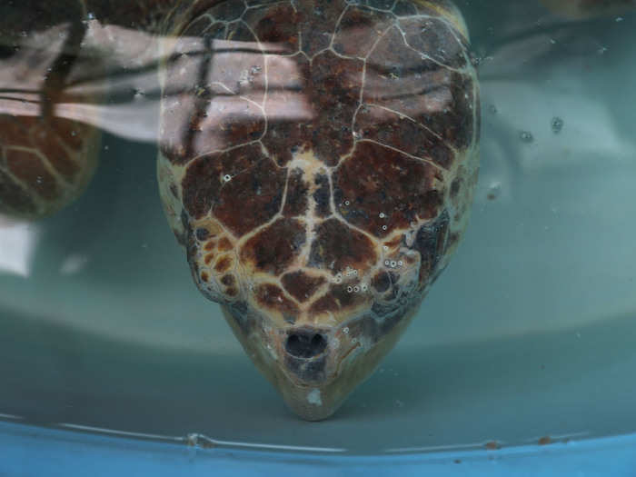 Intoxicated sea turtles who eat contaminated food swim in circles, loose coordination, and suffer muscle twitches. Some dazed turtles get stranded on the shore, while others drown because they can