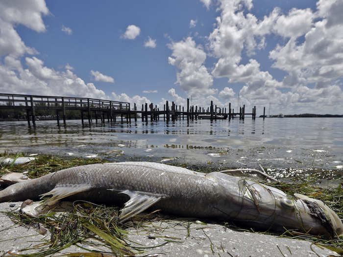 Florida Governor Rick Scott declared a state of emergency in seven counties lining the southwestern coast earlier this week.