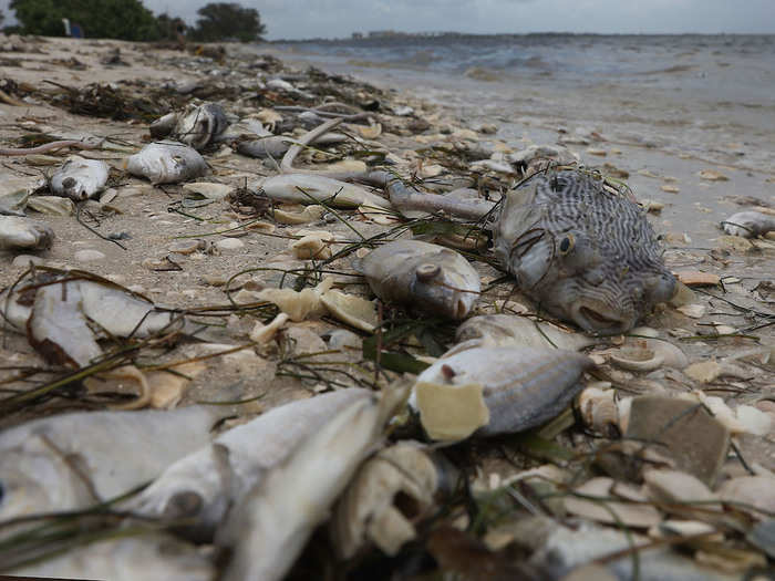 Near the shore, the algae mixes with stormwater runoff and nitrogen and phosphorous waste from fertilizers. The algae feeds on these chemicals, further fueling the blooms.