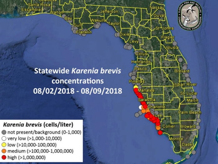 Over the past nine months, the blooms have multiplied and inundated the southern Gulf coast of the state.