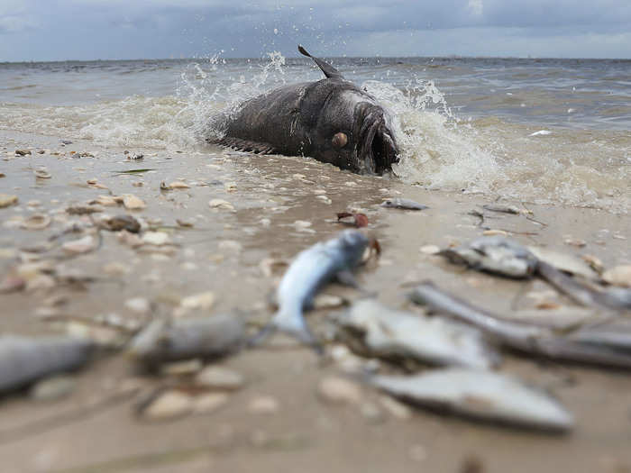 Scientists at the Mote Marine Laboratory in Sarasota say Florida