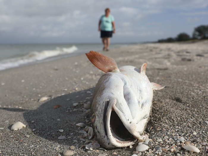 This algae bloom first started drifting toward the Gulf coast of Florida in October and November 2017.