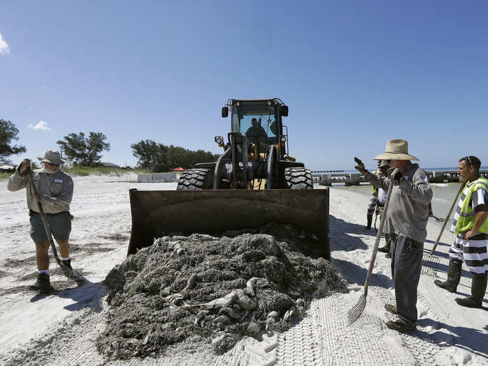 Blooms can also kill shrimp, sponges, sea urchins, crabs and shellfish.