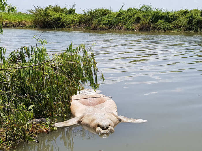 In addition to suffocating fish, the algae confuses sea turtles and kills manatees that mistakenly eat contaminated sea grass. Birds that eat contaminated prey also suffer.