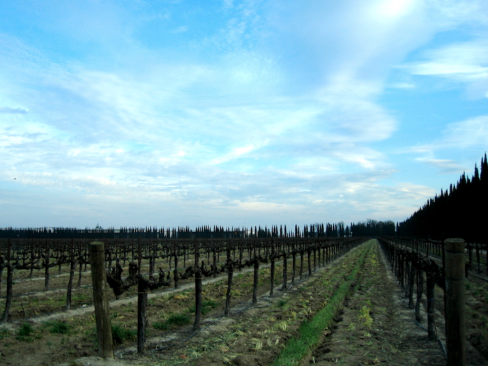 Today, the wine is still produced by the Bronco Wine Company in its winery in Ceres, California.