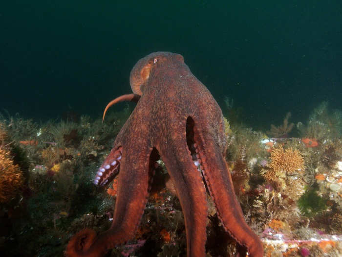 After 75 years at the bottom of the ocean, marine life has started to make the wreck home.