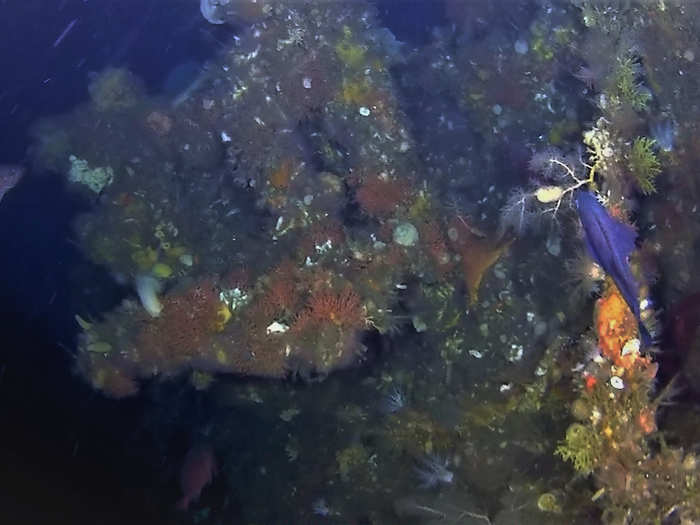 The wreck was found 290 feet deep. To confirm that it was the Abner Read, the team deployed a remote-operated submarine to examine it closely.