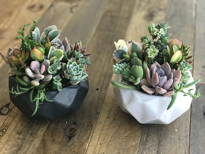 A cute and unique succulent arrangement