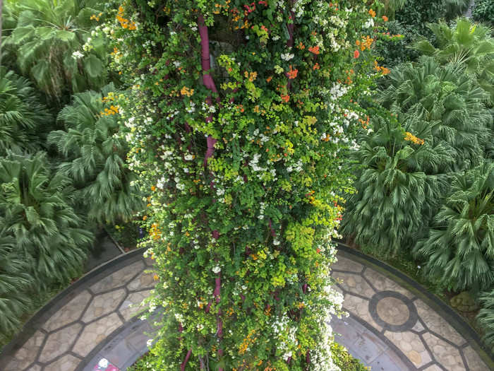 My favorite view of the SuperTrees was looking at the plant-covered trunk. The plants are a variety of orchids, ferns, bromeliads and flowering vines.