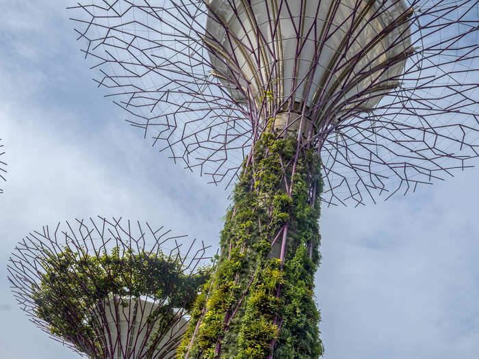 The Supertrees are super high-tech and eco-friendly. Eleven of the trees have solar cells embedded to harvest solar energy. One actually expels non-toxic fumes from a biomass boiler that burns plant waste, generating power used to cool the biodomes.