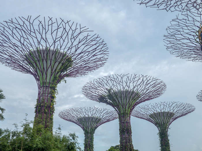 The design of the Supertrees is inspired by the Karri trees of Australia and the magical forest in the classic Japanese film "Princess Mononoke."