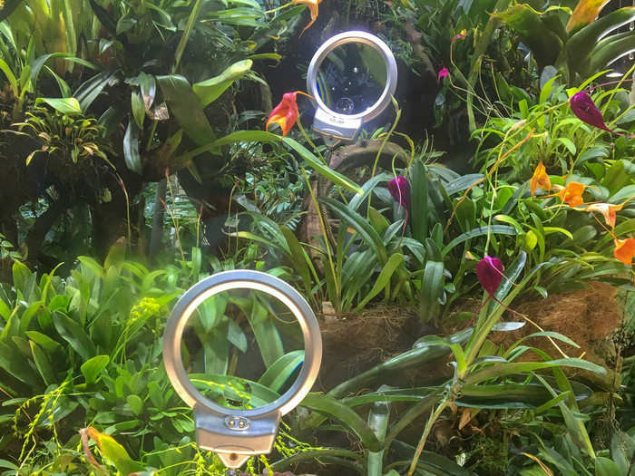 Cloud Forest also has a number of special exhibitions that you can stop and see, like this extensive orchid garden of many rare orchid varieties. They even had one of the world