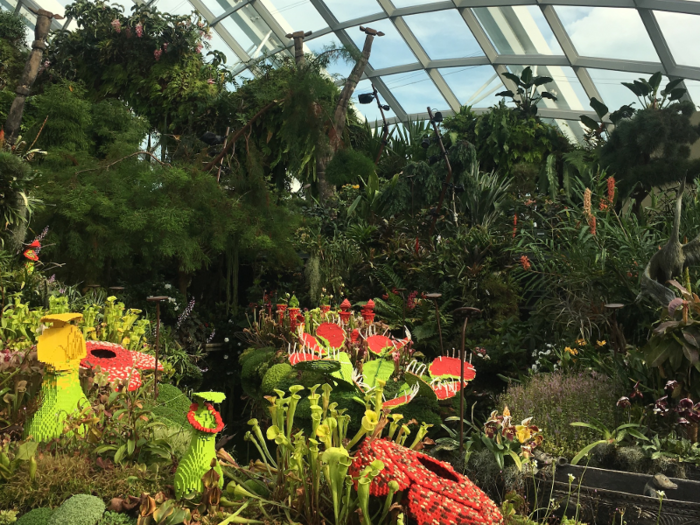 At the top of the mountain, there is a section of "cloud forest" vegetation that is typically found 6,500 feet above sea-level, like Venus fly-trap plants and pitcher plants.