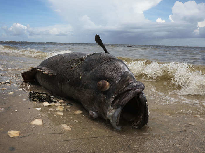 The reasons red tides occur are complex, but scientists think that fertilizer runoff probably helps keep the blooms growing when they get close to the shore.