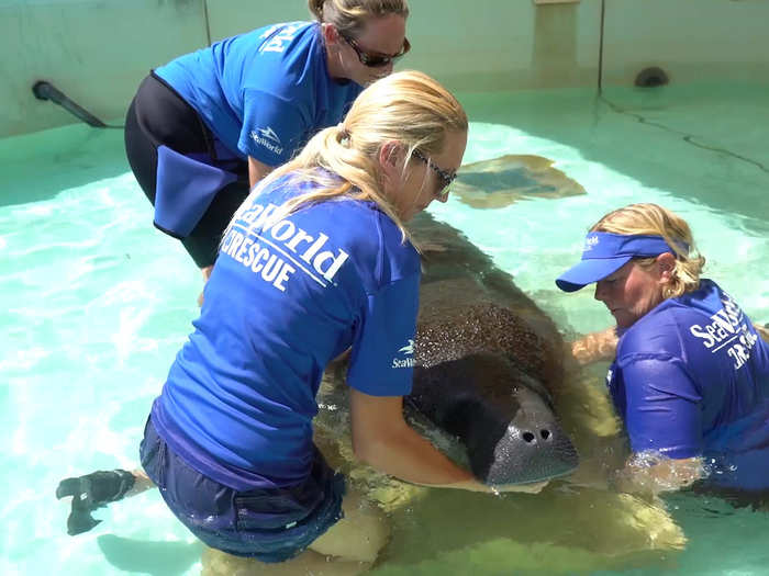 Sick manatees often need help breathing and staying afloat. This one is using a foam pillow, and rescuers are making sure it keeps its nose above water to breathe in plenty of oxygen.