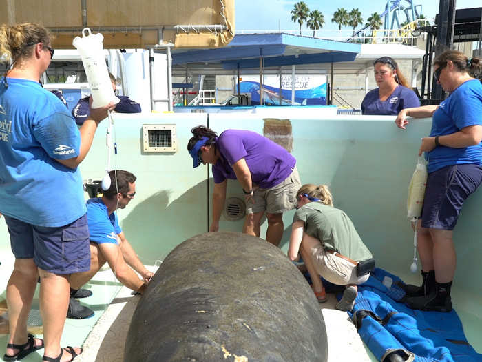  Some manatees get injections of anti-inflammitories and antioxidants when they arrive at Sea World, which helps keep their muscle tissue healthy if they