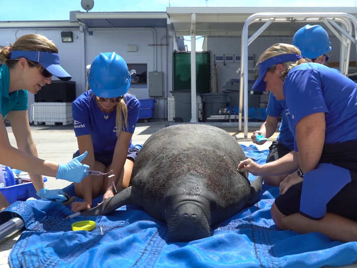 The sickened manatees are often in a near unconscious state, suffering seizures and facial ticks.