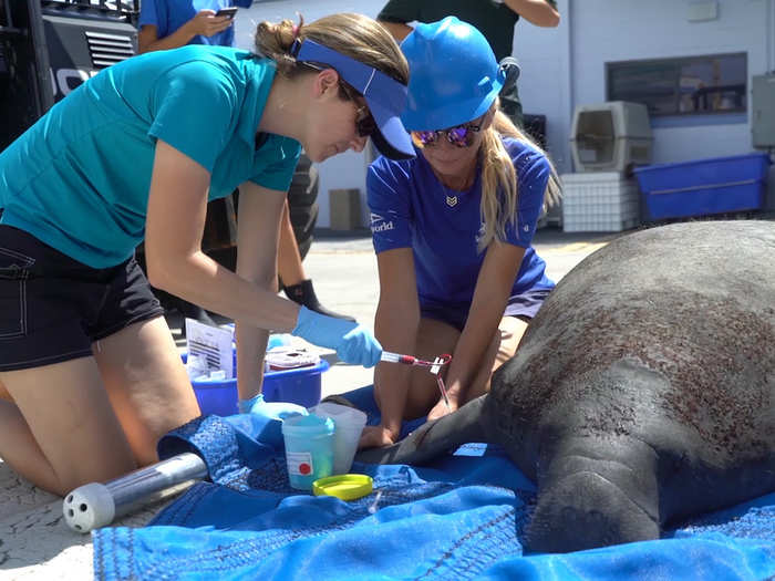 Sea World is one of three facilities federally permitted to do manatee rehabilitation. At least 10 manatees poisoned by the red tide have been transported there for care.