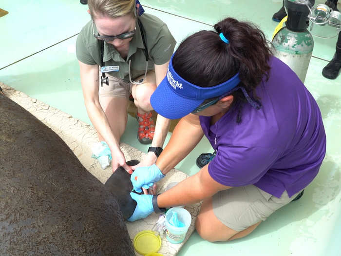 Gretchen Lovewell at the Mote Marine Laboratory in Sarasota said infected manatees can appear drunk, doing barrel rolls in the water and spinning in intoxication.