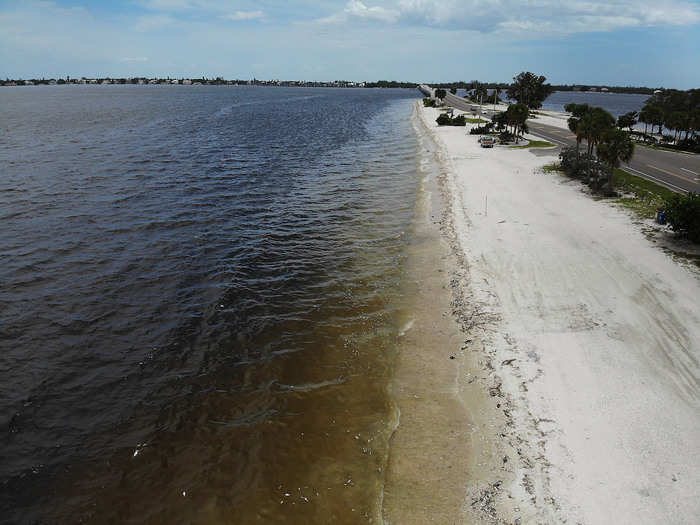 When red tide rolls in, they essentially poison themselves by snacking on seaweed contaminated with the algae.