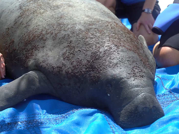 Manatees are plant eaters; depending on their size, they munch 32-108 lbs of vegetation per day.