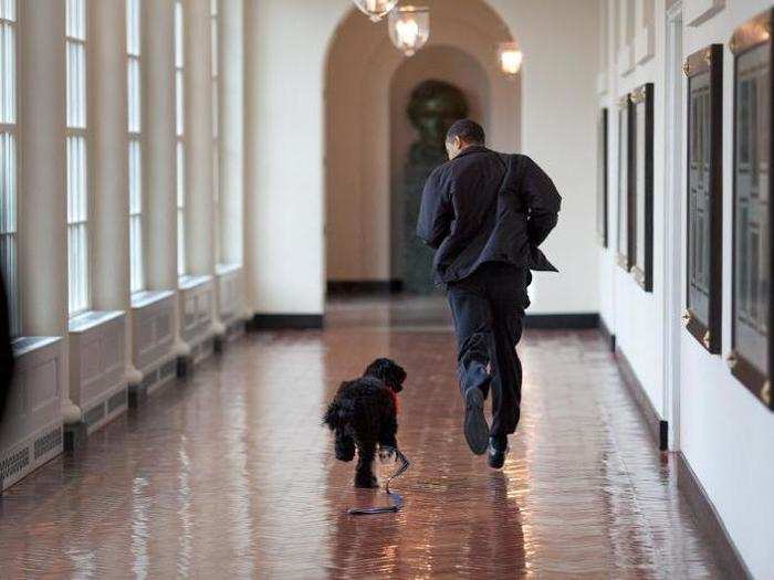 Bo often exercised and played with the president.