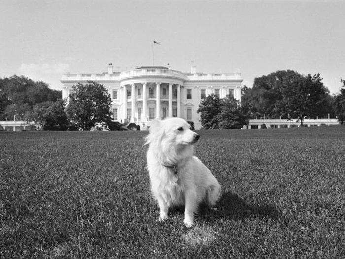 Soviet leader Nikita Khrushchev gave John F. Kennedy a dog named Pushinka as a gift.