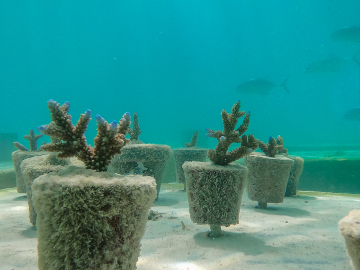 There are also six submerged trees and a coral pathway with more than 60 coral flower pots.